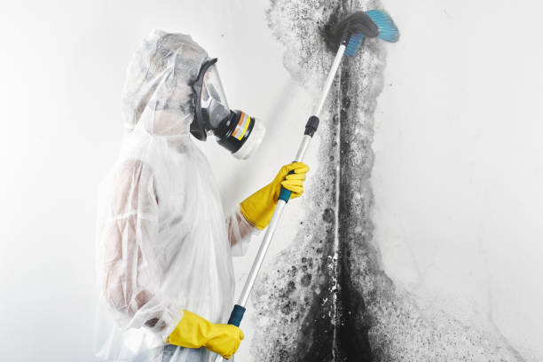 Best Post-Construction Mold Inspection  in Montpelier, OH
