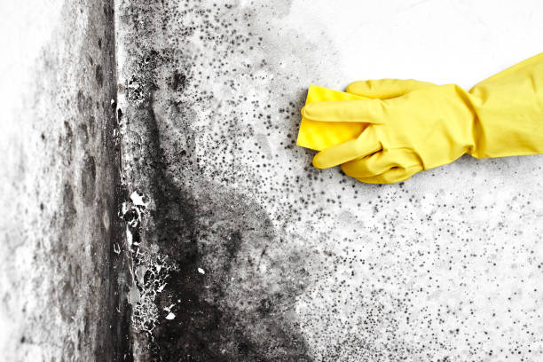 Best Mold Damage Restoration  in Montpelier, OH